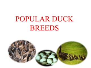 POPULAR DUCK
BREEDS
 