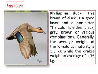 Philippine duck. This
breed of duck is a good
layer and a non-sitter.
The color is either black,
gray, brown or various
combinations. Generally,
the average weight of
the female at maturity is
1.5 kg while the drakes
weigh an average of 1.75
kg.
 