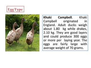 Khaki Campbell. Khaki
Campbell originated in
England. Adult ducks weigh
about 1.80 kg while drakes,
2.10 kg. They are good layers
and could produce 300 eggs
or more per laying year. The
eggs are fairly large with
average weight of 70 grams.
 