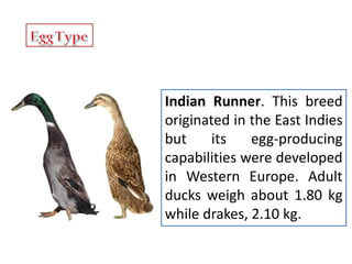 Indian Runner. This breed
originated in the East Indies
but its egg-producing
capabilities were developed
in Western Europe. Adult
ducks weigh about 1.80 kg
while drakes, 2.10 kg.
 