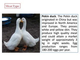 Pekin duck. The Pekin duck
originated in China but was
improved in North America
and Europe. They posses
white and yellow skin. They
produce high quality meat
and could attain a market
weight of approximately 3
kg in eight weeks. Egg
production ranges from
180-200 eggs per year.
 