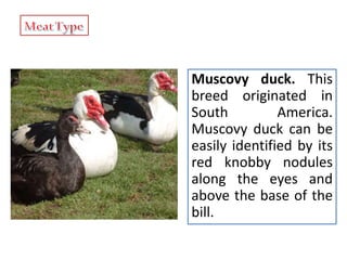 Muscovy duck. This
breed originated in
South America.
Muscovy duck can be
easily identified by its
red knobby nodules
along the eyes and
above the base of the
bill.
 