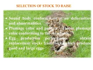  Sound body conformation – no deformities
and abnormalities
 Plumage color and pattern – choose plumage
color conforming to the standards
 Egg production performance – obtain
replacement stocks from flocks which produce
good and large eggs.
 