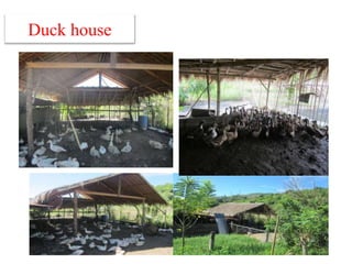 Duck house
 