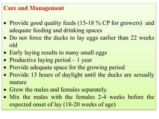 Care and Management
 Provide good quality feeds (15-18 % CP for growers) and
adequate feeding and drinking spaces
 Do not force the ducks to lay eggs earlier than 22 weeks
old
 Early laying results to many small eggs
 Productive laying period – 1 year
 Provide adequate space for the growing period
 Provide 13 hours of daylight until the ducks are sexually
mature
 Grow the males and females separately.
 Mix the males with the females 2-4 weeks before the
expected onset of lay (18-20 weeks of age)
 