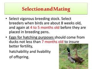 SelectionandMating
• Select vigorous breeding stock. Select
breeders when birds are about 8 weeks old,
and again at 4 to 5 months old before they are
placed in breeding pens.
• Eggs for hatching purposes should come from
ducks not less than 7 months old to insure
better fertility,
hatchability and livability
of offspring.
 