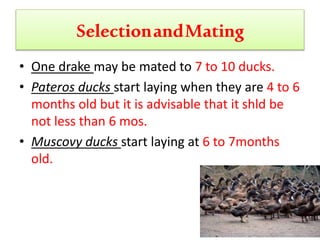 SelectionandMating
• One drake may be mated to 7 to 10 ducks.
• Pateros ducks start laying when they are 4 to 6
months old but it is advisable that it shld be
not less than 6 mos.
• Muscovy ducks start laying at 6 to 7months
old.
 