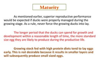 As mentioned earlier, superior reproductive performance
would be expected if ducks were properly managed during the
growing stage. As a rule, never force the growing ducks into lay.
The longer period that the ducks can spend for growth and
development within a reasonable length of time, the more standard
size egg they are likely to produce during the productive life.
Growing stock fed with high protein diets tend to lay eggs
early. This is not desirable because it results in smaller layers and
will subsequently produce small sized eggs.
 