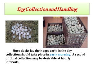 EggCollectionandHandling
Since ducks lay their eggs early in the day,
collection should take place in early morning. A second
or third collection may be desirable at hourly
intervals.
 