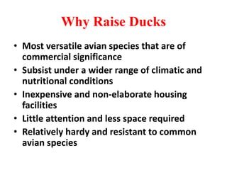 Why Raise Ducks
• Most versatile avian species that are of
commercial significance
• Subsist under a wider range of climatic and
nutritional conditions
• Inexpensive and non-elaborate housing
facilities
• Little attention and less space required
• Relatively hardy and resistant to common
avian species
 