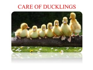 CARE OF DUCKLINGS
 