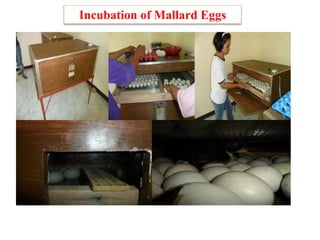 Incubation of Mallard Eggs
 