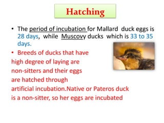 Hatching
• The period of incubation for Mallard duck eggs is
28 days, while Muscovy ducks which is 33 to 35
days.
• Breeds of ducks that have
high degree of laying are
non-sitters and their eggs
are hatched through
artificial incubation.Native or Pateros duck
is a non-sitter, so her eggs are incubated
 