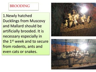 1.Newly hatched
Ducklings from Muscovy
and Mallard should be
artificially brooded. It is
necessary especially in
the 1st week and to secure
from rodents, ants and
even cats or snakes.
BROODING
 