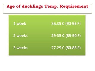 1 week 35.35 C (90-95 F)
2 weeks 29-35 C (85-90 F)
3 weeks 27-29 C (80-85 F)
 