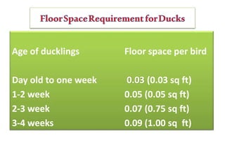 Age of ducklings Floor space per bird
Day old to one week 0.03 (0.03 sq ft)
1-2 week 0.05 (0.05 sq ft)
2-3 week 0.07 (0.75 sq ft)
3-4 weeks 0.09 (1.00 sq ft)
 