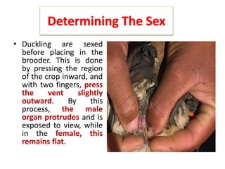 Determining The Sex
• Duckling are sexed
before placing in the
brooder. This is done
by pressing the region
of the crop inward, and
with two fingers, press
the vent slightly
outward. By this
process, the male
organ protrudes and is
exposed to view, while
in the female, this
remains flat.
 
