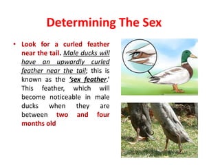 Determining The Sex
• Look for a curled feather
near the tail. Male ducks will
have an upwardly curled
feather near the tail; this is
known as the ‘sex feather.’
This feather, which will
become noticeable in male
ducks when they are
between two and four
months old
 