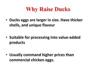 Why Raise Ducks
• Ducks eggs are larger in size. Have thicker
shells, and unique flavour
• Suitable for processing into value-added
products
• Usually command higher prices than
commercial chicken eggs.
 