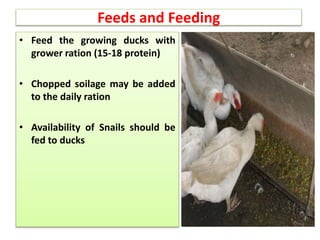 Feeds and Feeding
• Feed the growing ducks with
grower ration (15-18 protein)
• Chopped soilage may be added
to the daily ration
• Availability of Snails should be
fed to ducks
 