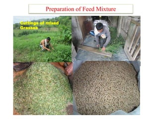 Preparation of Feed Mixture
Cuttings of mixed
Grasses
 
