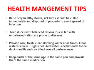 HEALTH MANGEMENT TIPS
• Raise only healthy stocks, sick birds should be culled
immediately and disposed of property to avoid spread of
infection.
• Feed ducks with balanced rations. Ducks fed with
unbalanced ration are prone to diseases.
• Provide cool, fresh, clean drinking water at all times. Clean
waterers daily. Highly polluted water is detrimental to the
ducks health and can affect overall performance.
• Keep ducks of the same age in the same pen and provide
them the same medication.
 