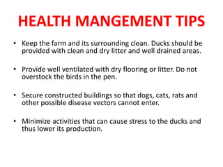 HEALTH MANGEMENT TIPS
• Keep the farm and its surrounding clean. Ducks should be
provided with clean and dry litter and well drained areas.
• Provide well ventilated with dry flooring or litter. Do not
overstock the birds in the pen.
• Secure constructed buildings so that dogs, cats, rats and
other possible disease vectors cannot enter.
• Minimize activities that can cause stress to the ducks and
thus lower its production.
 