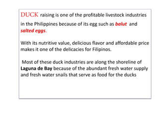 DUCK raising is one of the profitable livestock industries
in the Philippines because of its egg such as balut and
salted eggs.
With its nutritive value, delicious flavor and affordable price
makes it one of the delicacies for Filipinos.
Most of these duck industries are along the shoreline of
Laguna de Bay because of the abundant fresh water supply
and fresh water snails that serve as food for the ducks
 