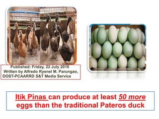 “ITIK PINAS”
Itik Pinas can produce at least 50 more
eggs than the traditional Pateros duck
Published: Friday, 22 July 2016
Written by Alfredo Ryenel M. Parungao,
DOST-PCAARRD S&T Media Service
 