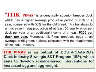 “ITIK PINAS” is a genetically superior breeder duck
which has a higher average productive period of 70% in a
year, compared with 55% for the old breed. This translates to
an increase in egg production of at least 50 quality eggs per
duck per year or an additional income of at least ₱300 per
duck per year. Moreover, Itik Pinas produces eggs at an
average of 65 grams a piece, consistent with the requirement
of the ‘balut’ industry.
 