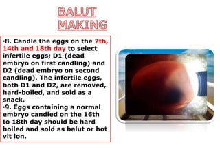 •8. Candle the eggs on the 7th,
14th and 18th day to select
infertile eggs; D1 (dead
embryo on first candling) and
D2 (dead embryo on second
candling). The infertile eggs,
both D1 and D2, are removed,
hard-boiled, and sold as a
snack.
•9. Eggs containing a normal
embryo candled on the 16th
to 18th day should be hard
boiled and sold as balut or hot
vit lon.
 