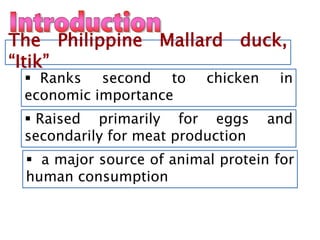 The Philippine Mallard duck,
“Itik”
 Ranks second to chicken in
economic importance
 Raised primarily for eggs and
secondarily for meat production
 a major source of animal protein for
human consumption
 