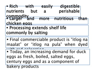  Rich with easily digestible
nutrients but a perishable
commodity
 Larger and more nutritious than
chicken eggs
 Processing extends shelf life
commonly by salting
 Final commerciable product is “itlog na
maalat” or “itlog na pula” when dyed
with red coloration
 Today, an increasing demand for duck
eggs as fresh, boiled, salted eggs,
century eggs and as a component of
bakery products
 