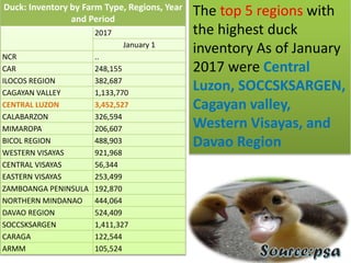Duck: Inventory by Farm Type, Regions, Year
and Period
2017
January 1
NCR ..
CAR 248,155
ILOCOS REGION 382,687
CAGAYAN VALLEY 1,133,770
CENTRAL LUZON 3,452,527
CALABARZON 326,594
MIMAROPA 206,607
BICOL REGION 488,903
WESTERN VISAYAS 921,968
CENTRAL VISAYAS 56,344
EASTERN VISAYAS 253,499
ZAMBOANGA PENINSULA 192,870
NORTHERN MINDANAO 444,064
DAVAO REGION 524,409
SOCCSKSARGEN 1,411,327
CARAGA 122,544
ARMM 105,524
The top 5 regions with
the highest duck
inventory As of January
2017 were Central
Luzon, SOCCSKSARGEN,
Cagayan valley,
Western Visayas, and
Davao Region
 