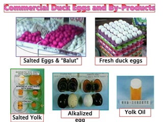Salted Yolk
Alkalized
egg
Yolk Oil
Salted Eggs & “Balut” Fresh duck eggs
 