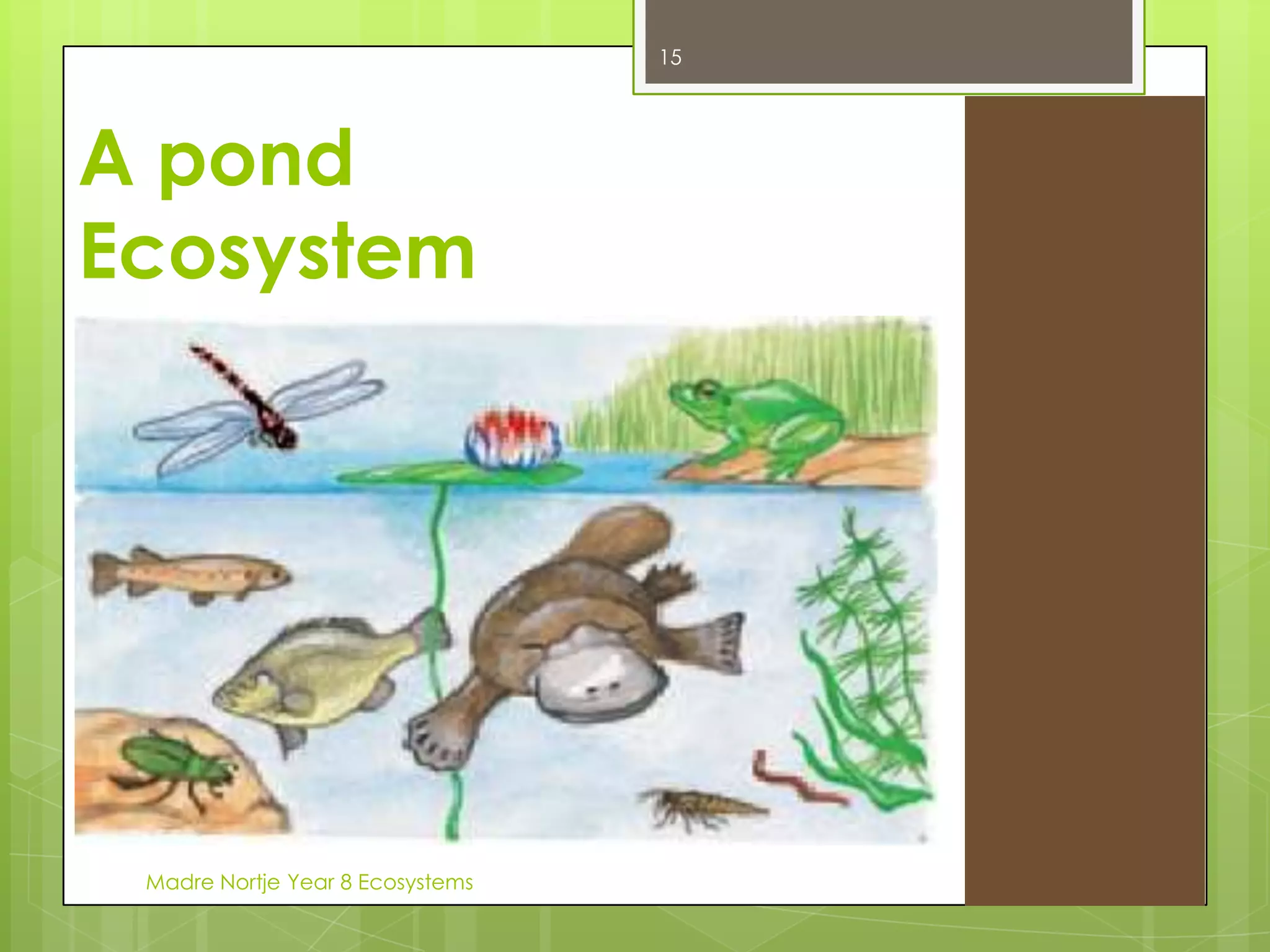 ADAPTATIONSTo survive in their habitats, organisms have special characteristics that help them to obtain food and water, protect themselves, build homes and reproduce. 