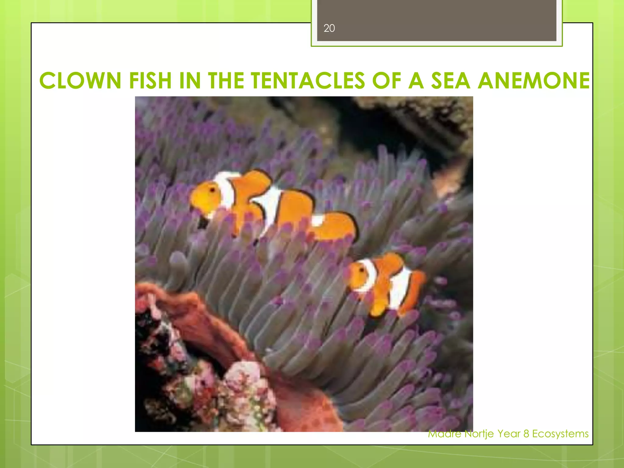 ADAPTATIONS ENABLE ANIMALS TO:protect themselves from predators, e.g. camouflage