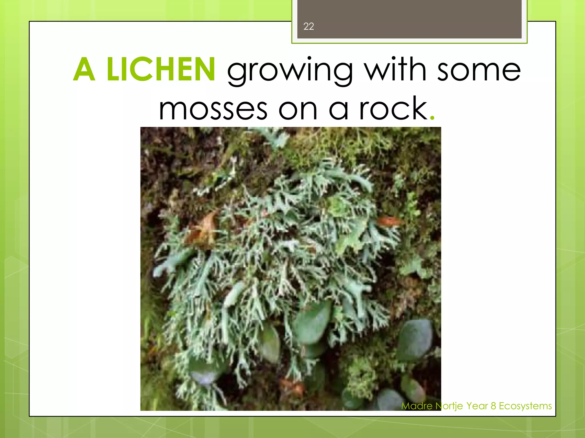 move from place to place, e.g. flippers, legs and wings