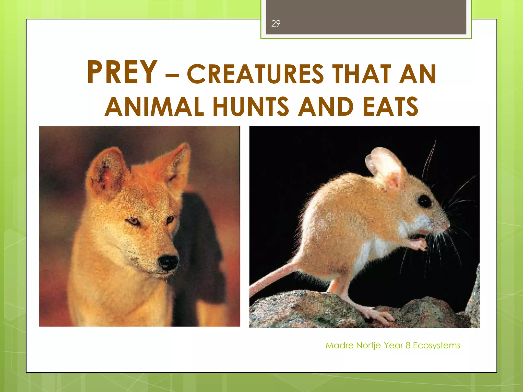 A pond EcosystemMadre Nortje Year 8 Ecosystems15