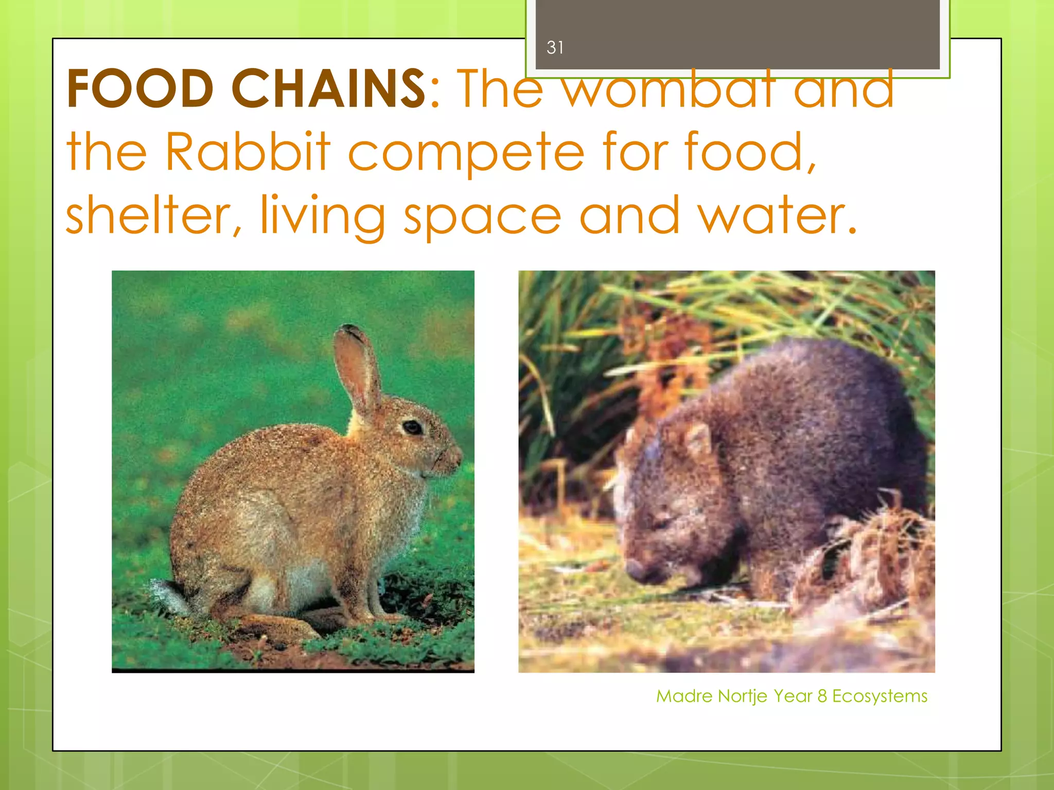 Ecology- The study of the interactions between living things and their environment. Ecologists are scientists who study these interactions.www.princeton.eduwww.thebignm.netMadre Nortje Year 8 Ecosystems17