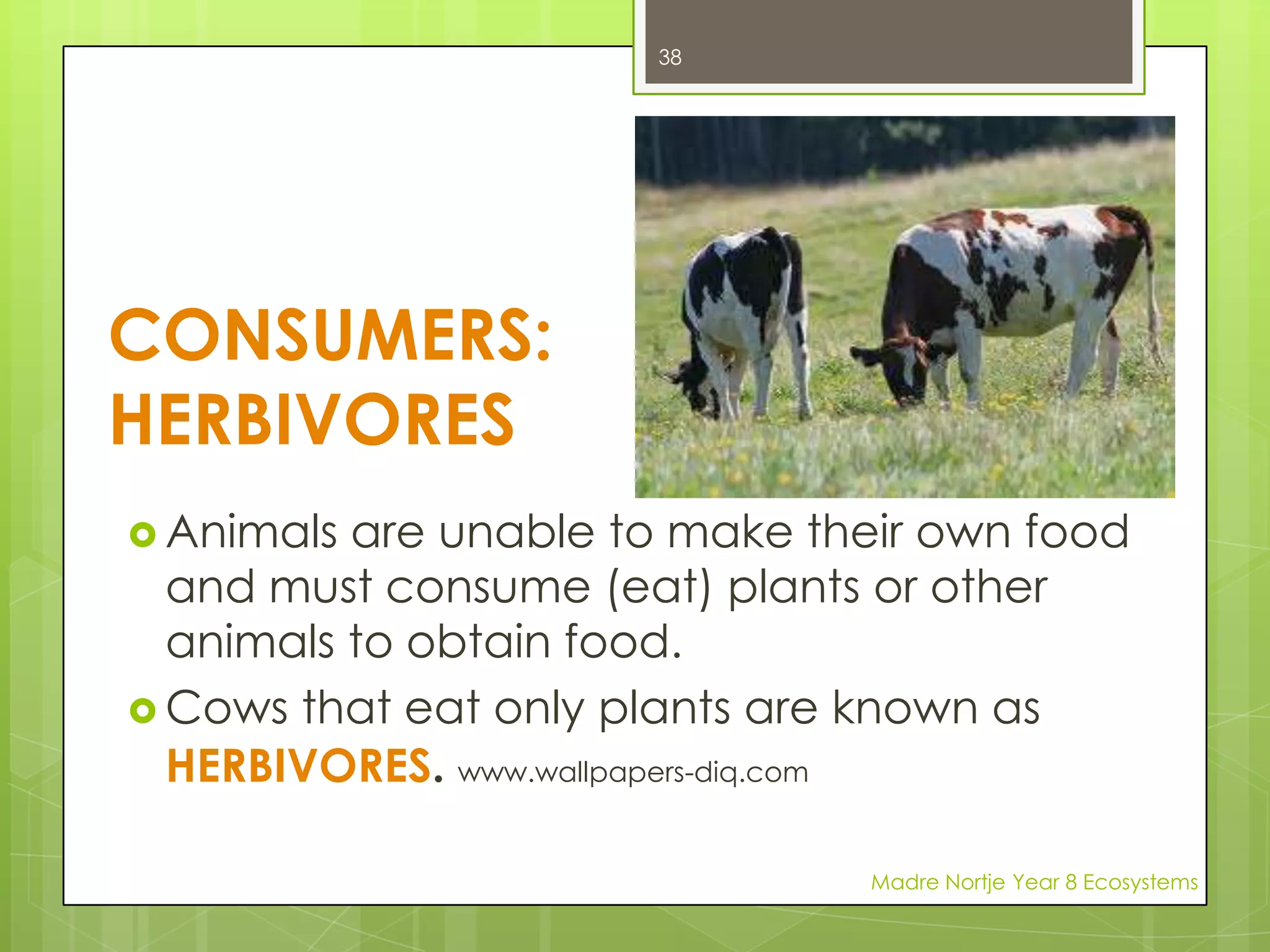 HEARTWORM IN DOGSWWW.fortheloveofpaws.comWWW.placervillevet.comMadre Nortje Year 8 Ecosystems24