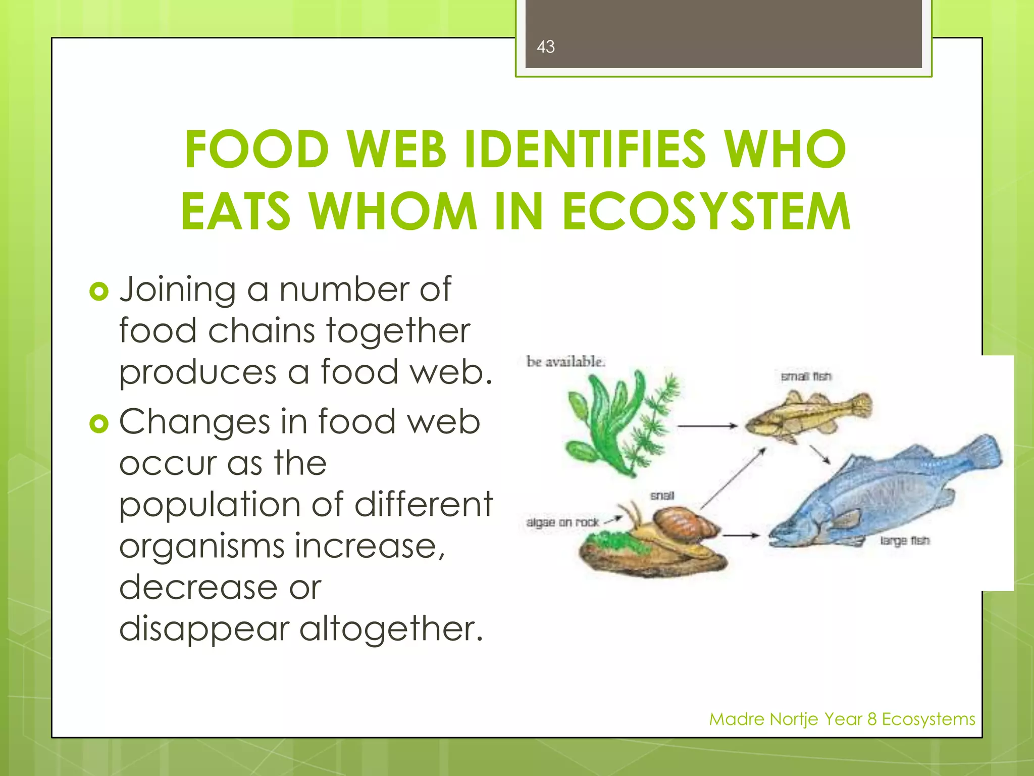 PREY – CREATURES THAT AN ANIMAL HUNTS AND EATSMadre Nortje Year 8 Ecosystems29