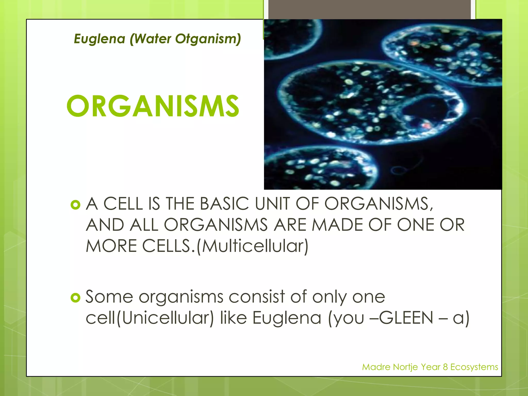 33FOOD CHAINSWhen the kookaburra dies, bacteria and fungi will help to decompose its body, returning the nutrients to the soil and helping more grass to grow.This flow of energy from organism to organism is called a FOOD CHAIN.Madre Nortje Year 8 Ecosystems
