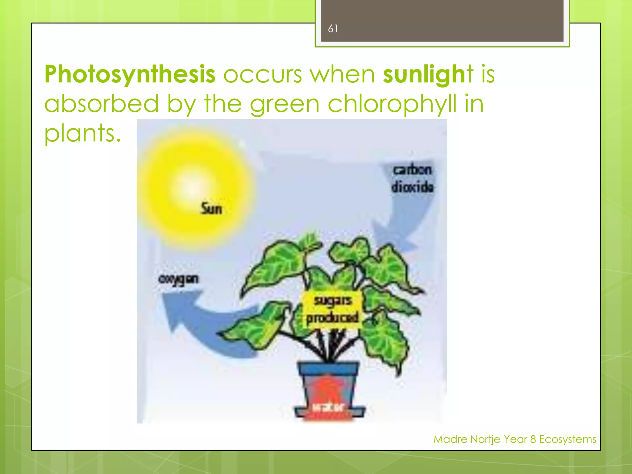 ORGANISMSEuglena (Water Otganism)A CELL IS THE BASIC UNIT OF ORGANISMS, AND ALL ORGANISMS ARE MADE OF ONE OR MORE CELLS.(Multicellular)Some organisms consist of only one cell(Unicellular) like Euglena (you –GLEEN – a)Madre Nortje Year 8 Ecosystems47