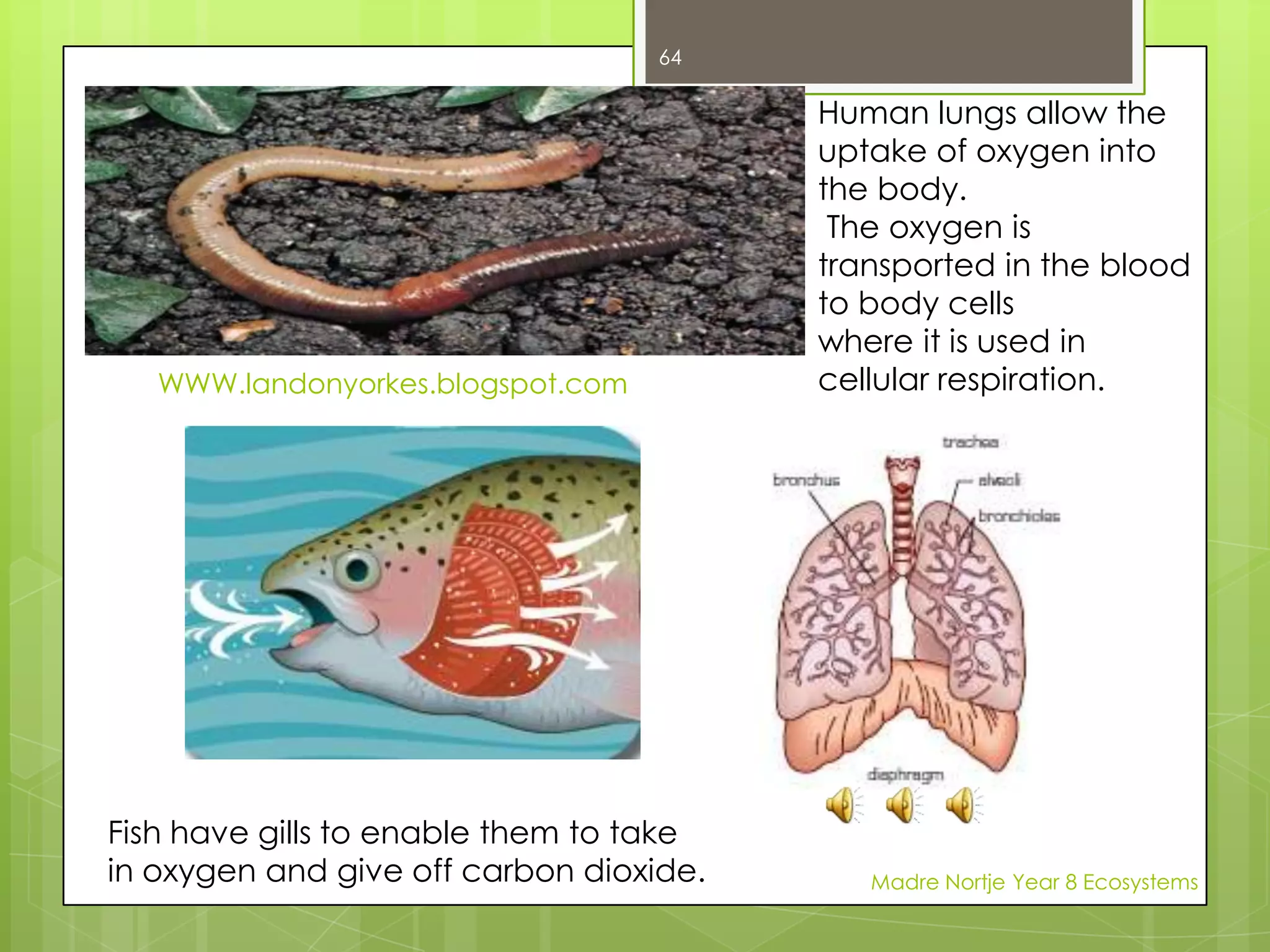 Madre Nortje Year 8 Ecosystems50