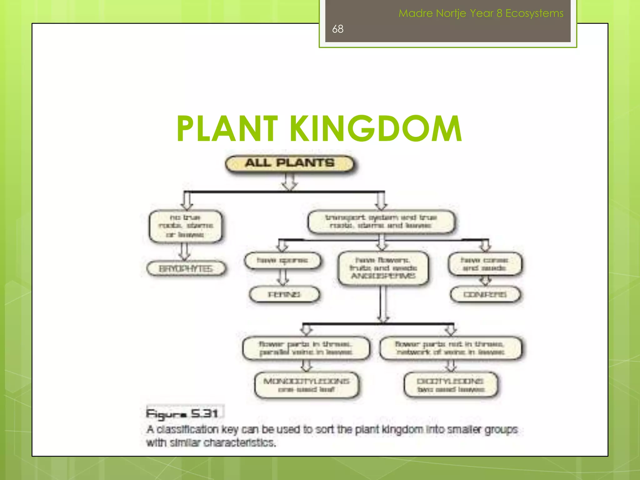 Homo Sapiens- humanswww.yapa.org.auDoes everybody in the picture fit  in the human CLASSIFICATION?Madre Nortje Year 8 Ecosystems54