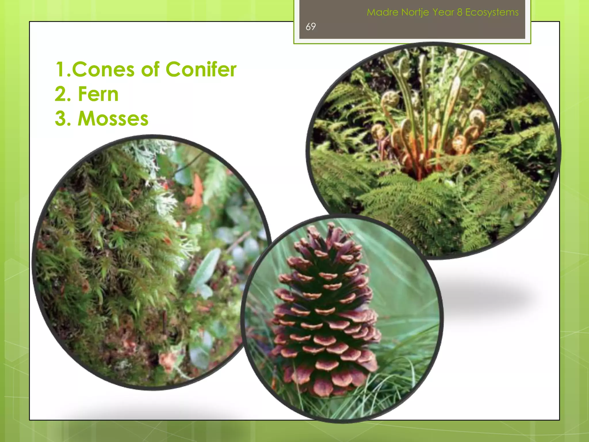 A system of naming living things was developed by Carolus Linnaeus in the 1750s. In this system the scientific name of every living thing has two parts that together name.For humans the genus name is Homo. Humans share this name with related species such as Homo erectus and Homo neanderthalensis.The second part of the name indicates the species to which we belong.This is a descriptive name. Homo erectus literally means the human that stood upright. Homo sapiens means the intelligent human.Madre Nortje Year 8 Ecosystems55NAMING LIVING THINGS