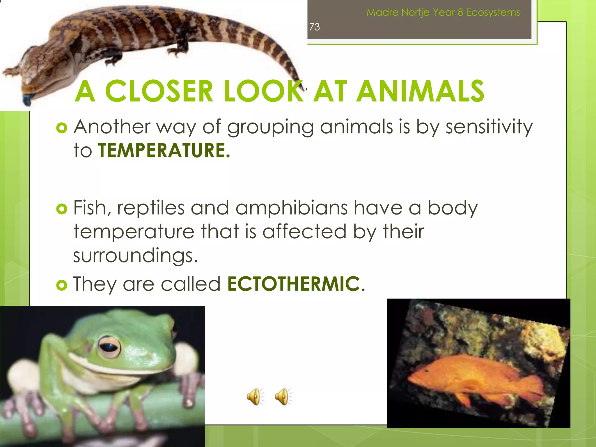 DIFFERENCES BETWEEN A TYPICAL ANIMAL AND TYPICAL PLANT59PlantAnimalFeeds on ready-made organic foodHas feeding structures such as mouth andLacks chlorophyllLacks leavesLacks rootsMoves aroundHas nerves and musclesHas receptors such as eyes and noseMakes its own food by photosynthesisLacks feeding structuresHas chlorophyllHas leavesHas rootsDoes not move aroundLacks nerves and musclesLacks receptor organsMadre Nortje Year 8 Ecosystems