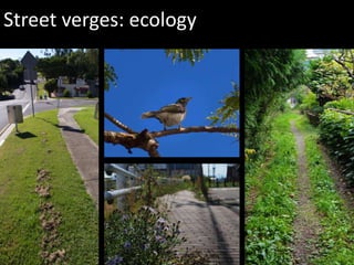 Street verges: ecology
 