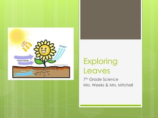Exploring
Leaves
7th Grade Science
Mrs. Weeks & Mrs. Mitchell
 
